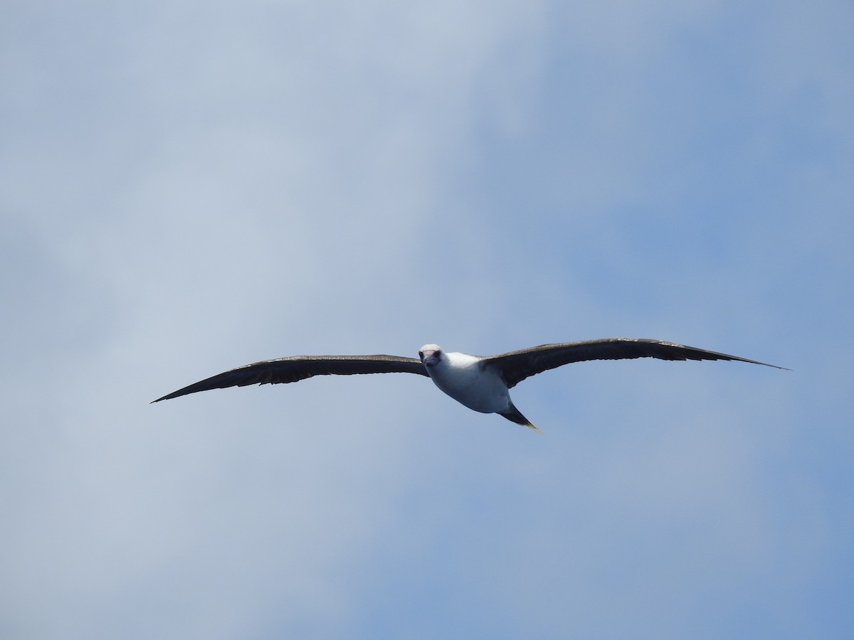Red-footed Booby - ML647533651