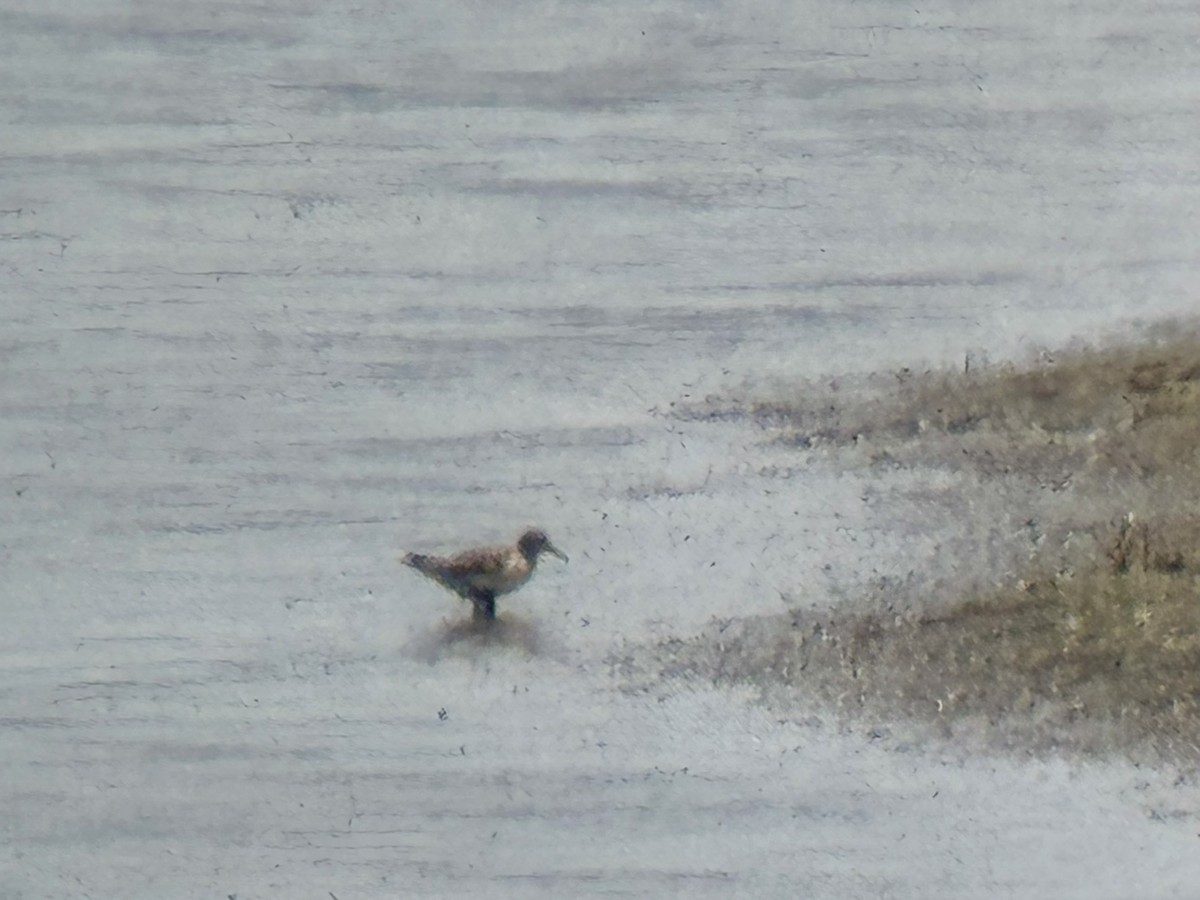 Playero Siberiano - ML647533683