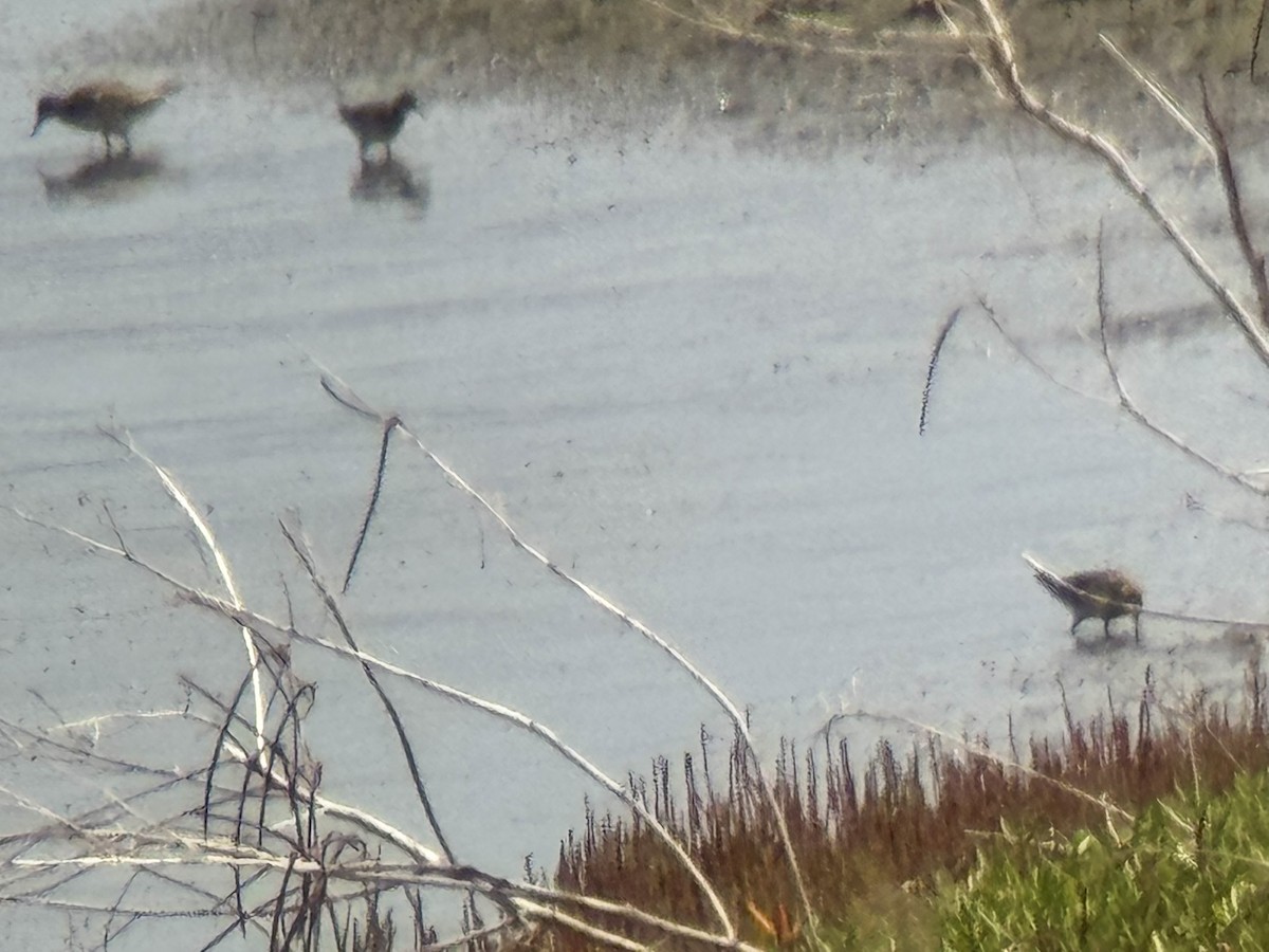 Playero Siberiano - ML647533684