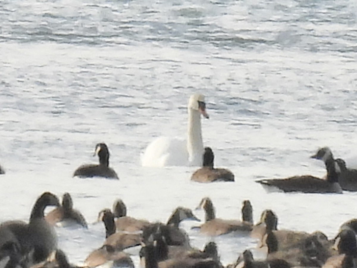 Höckerschwan - ML647533690