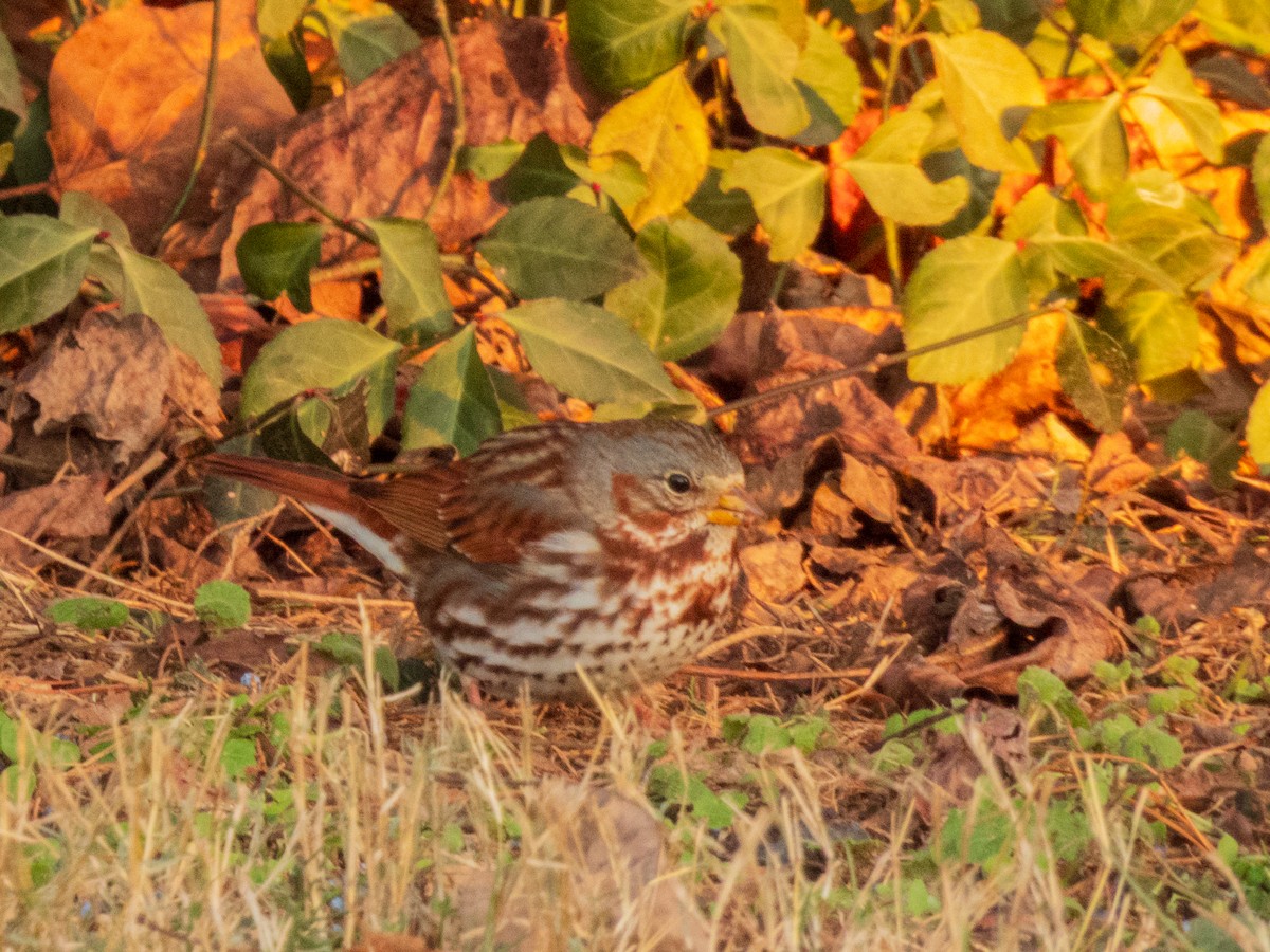 strnadec kaštanový - ML647533693