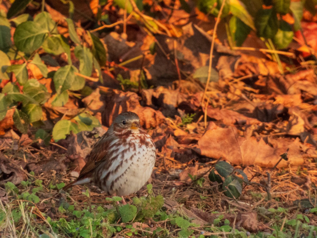 strnadec kaštanový - ML647533696