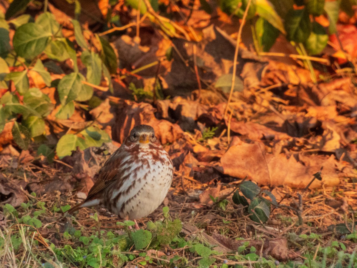 strnadec kaštanový - ML647533697