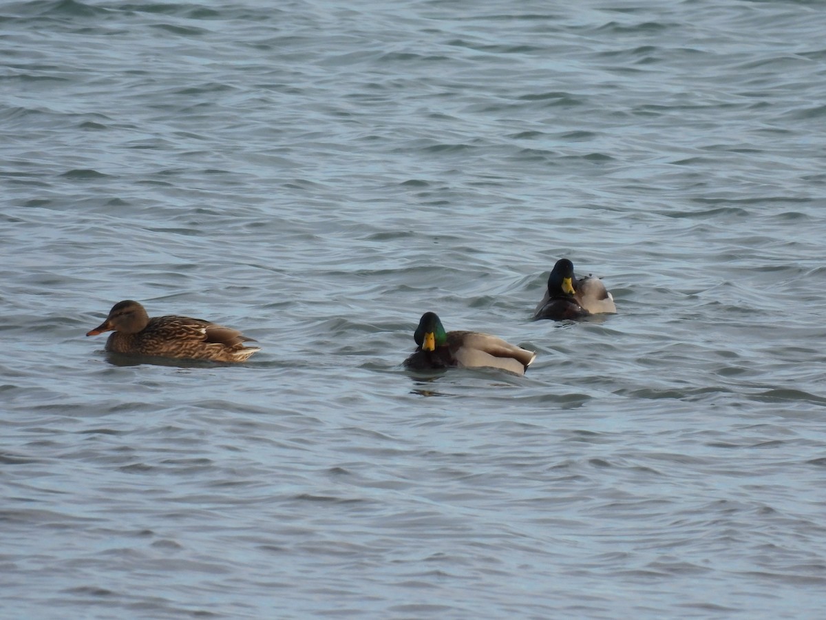 Stockente - ML647533699