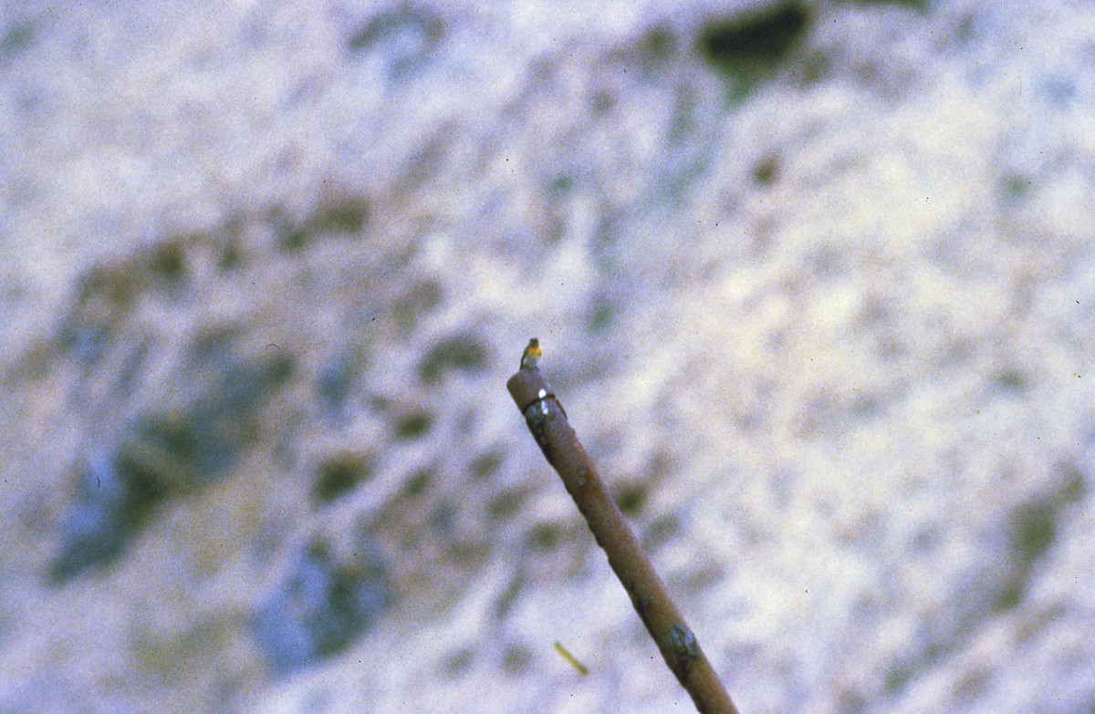 Gobemouche mugimaki - ML647533703