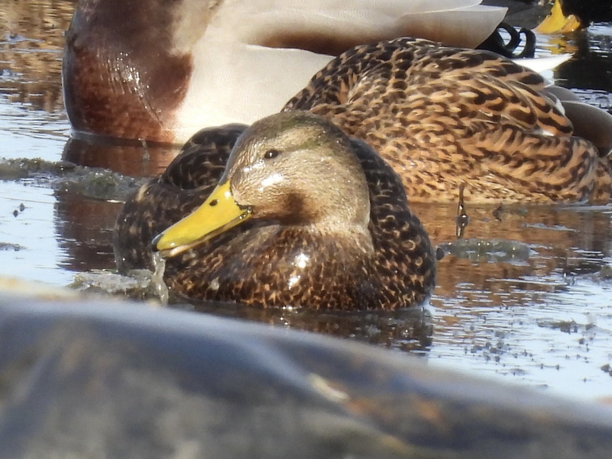 Dunkelente - ML647533704