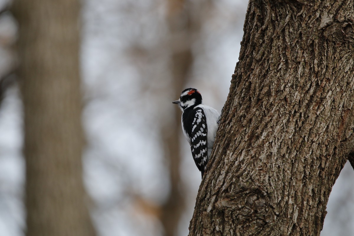 hårspett - ML647533709