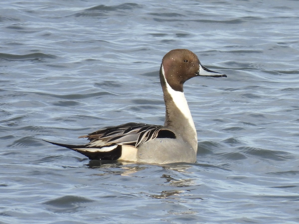 Spießente - ML647533719