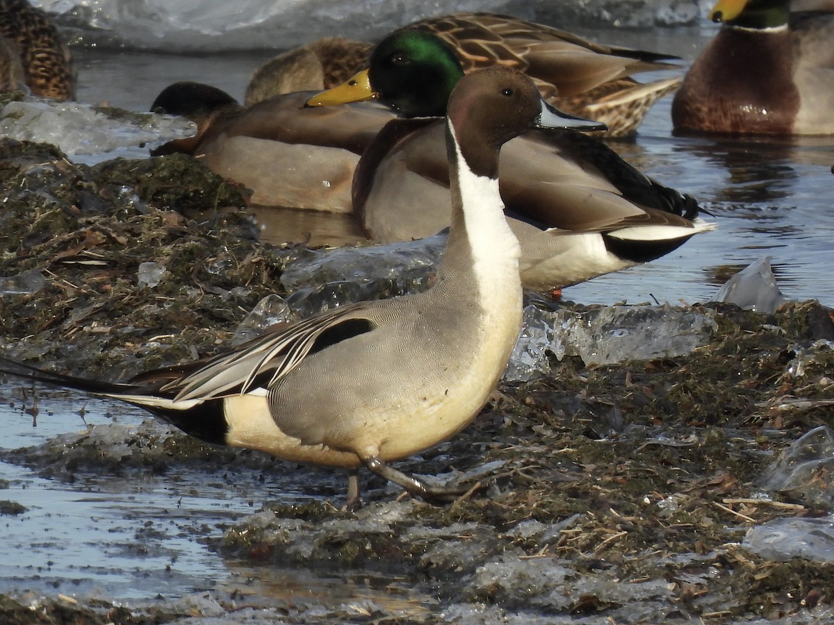 Spießente - ML647533720