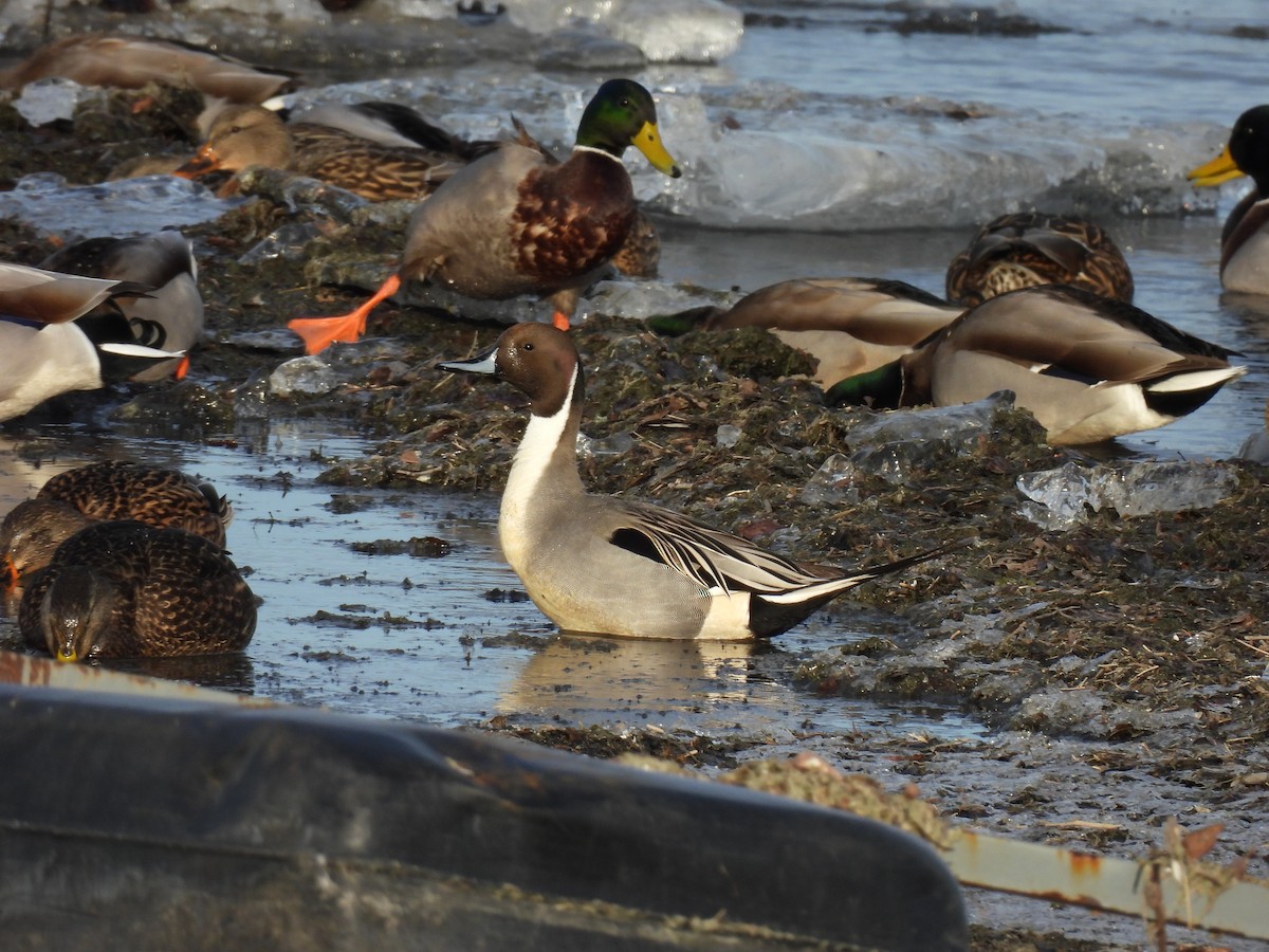 Spießente - ML647533721