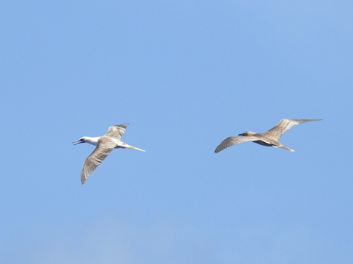 Red-footed Booby - ML647533727
