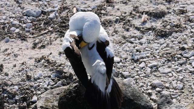 Masked Booby - ML647533738