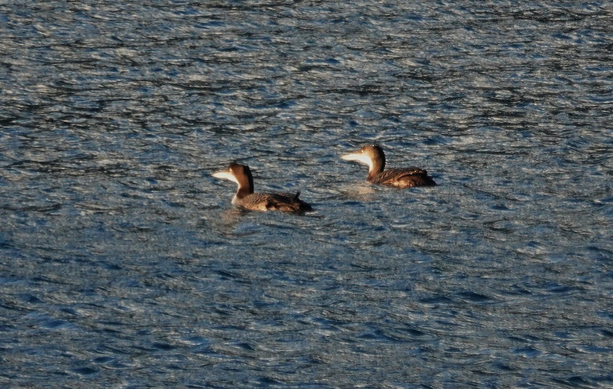 Buz Dalgıcı - ML647533740