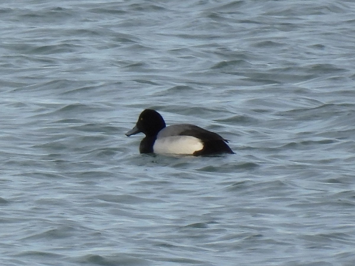 Bergente - ML647533743