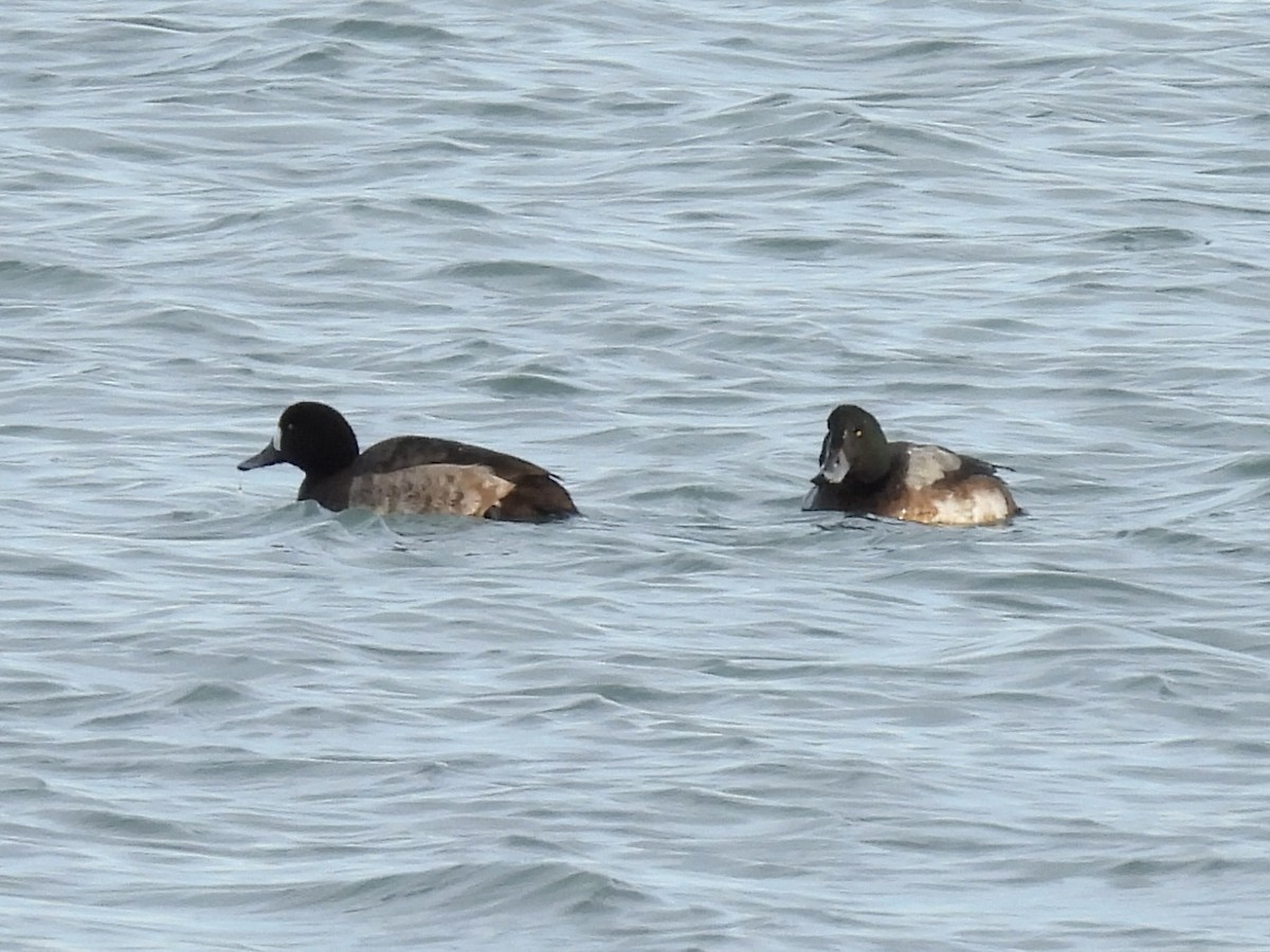 Bergente - ML647533744