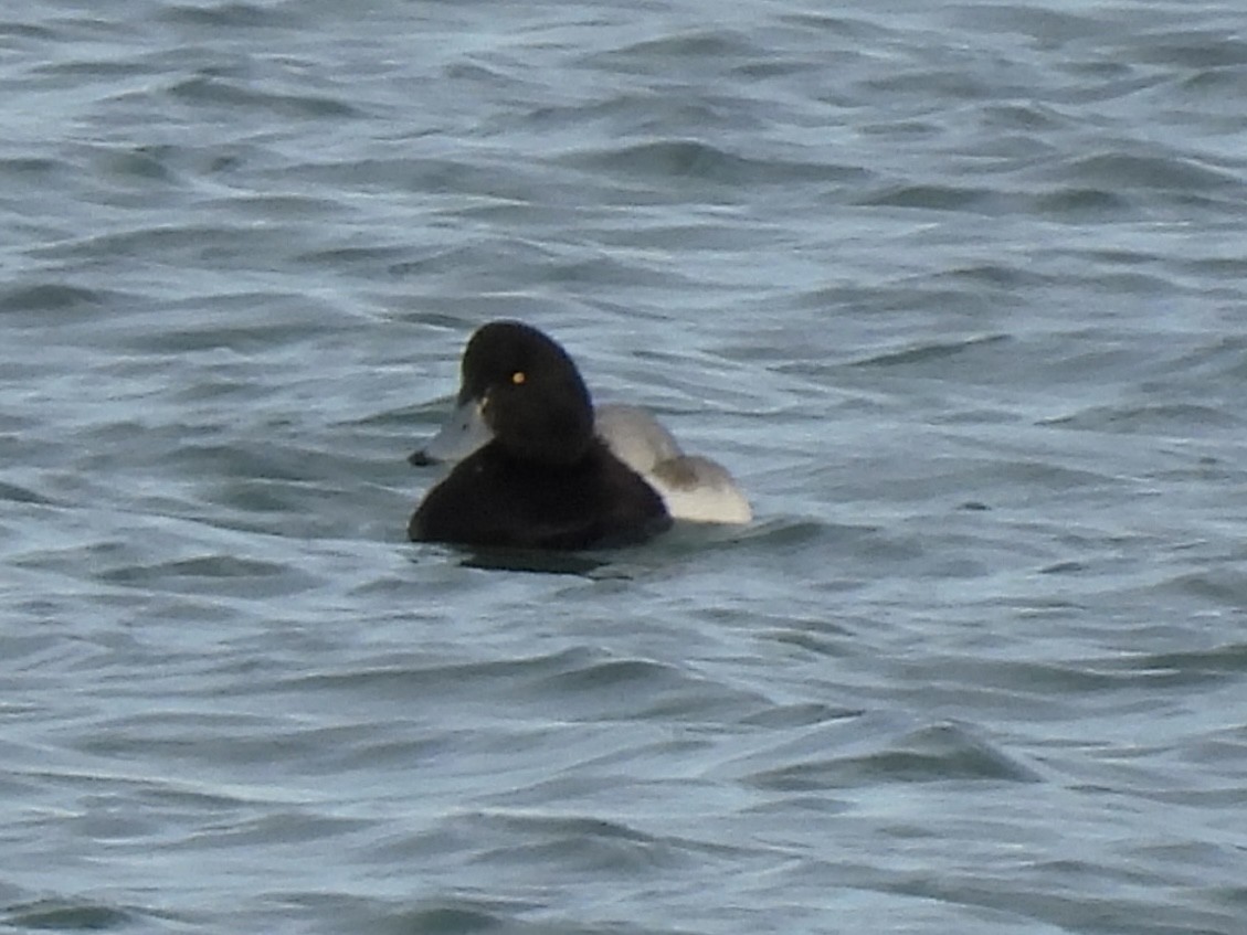 Bergente - ML647533745