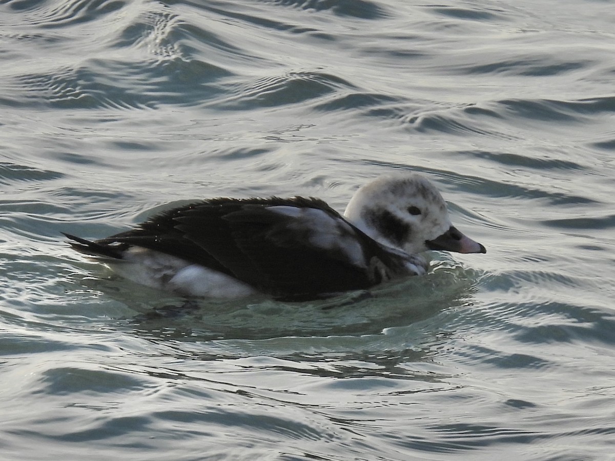 Eisente - ML647533752