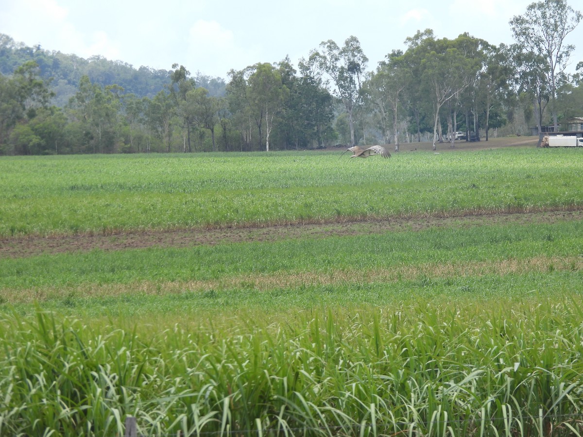Australian Bustard - ML647533757