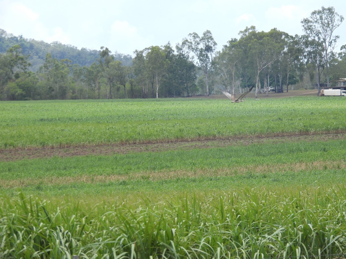 Australian Bustard - ML647533758