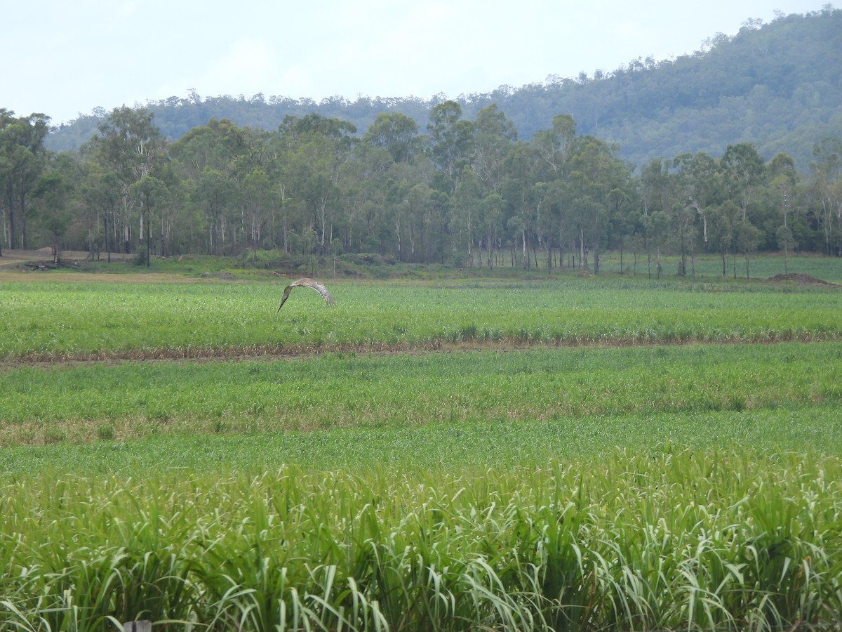 Australian Bustard - ML647533759