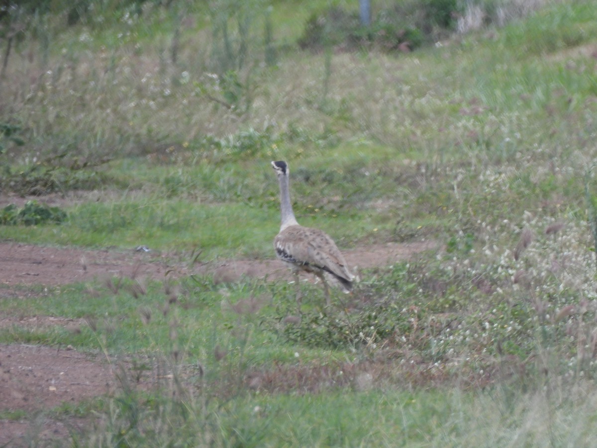 Australian Bustard - ML647533760