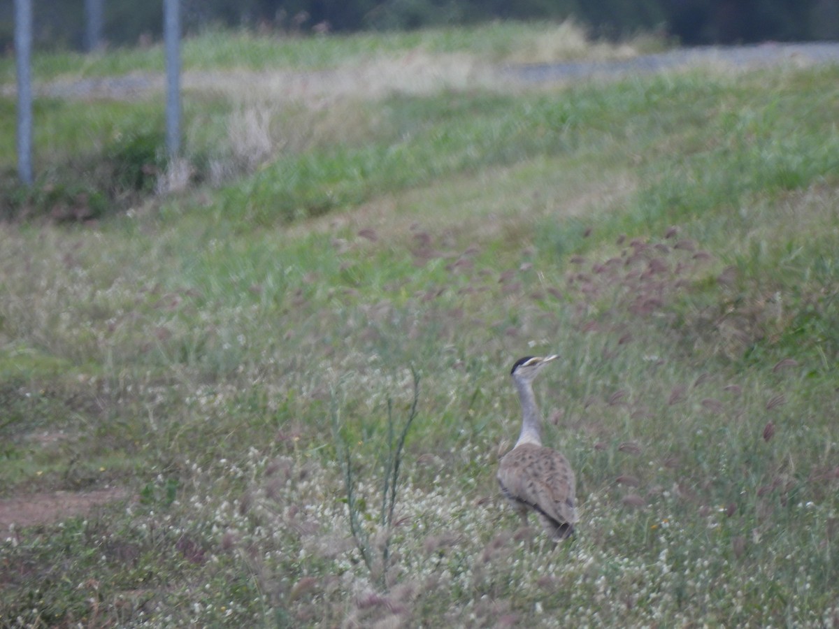 Australian Bustard - ML647533761