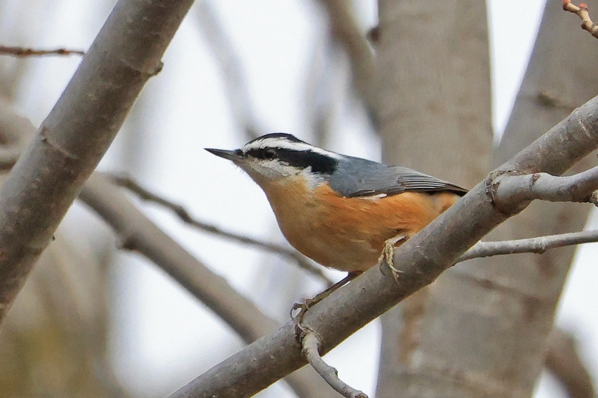 Sittelle à poitrine rousse - ML647533764