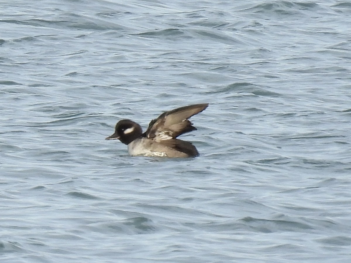 Büffelkopfente - ML647533771