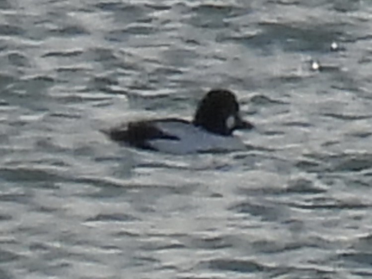 Schellente - ML647533793