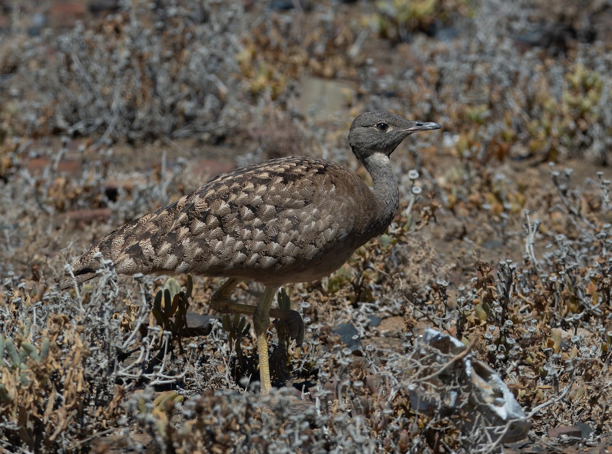 Karoo Bustard - ML647533794