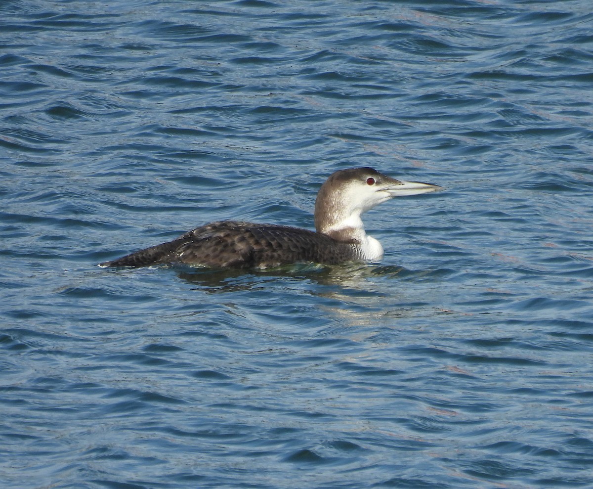 Buz Dalgıcı - ML647533796