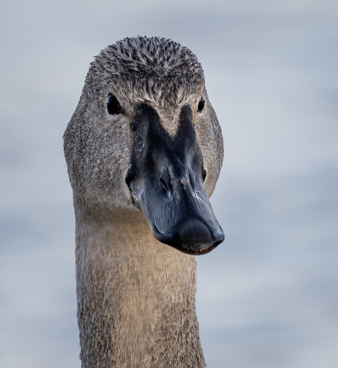 labuť trubač - ML647533800