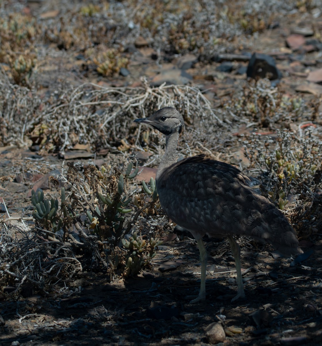 Karoo Bustard - ML647533806