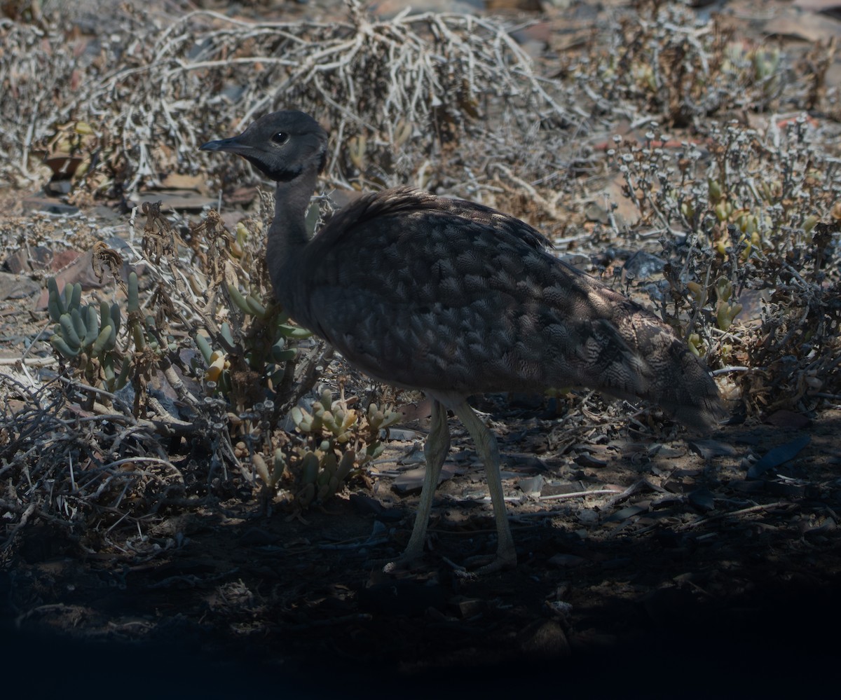 Karoo Bustard - ML647533807