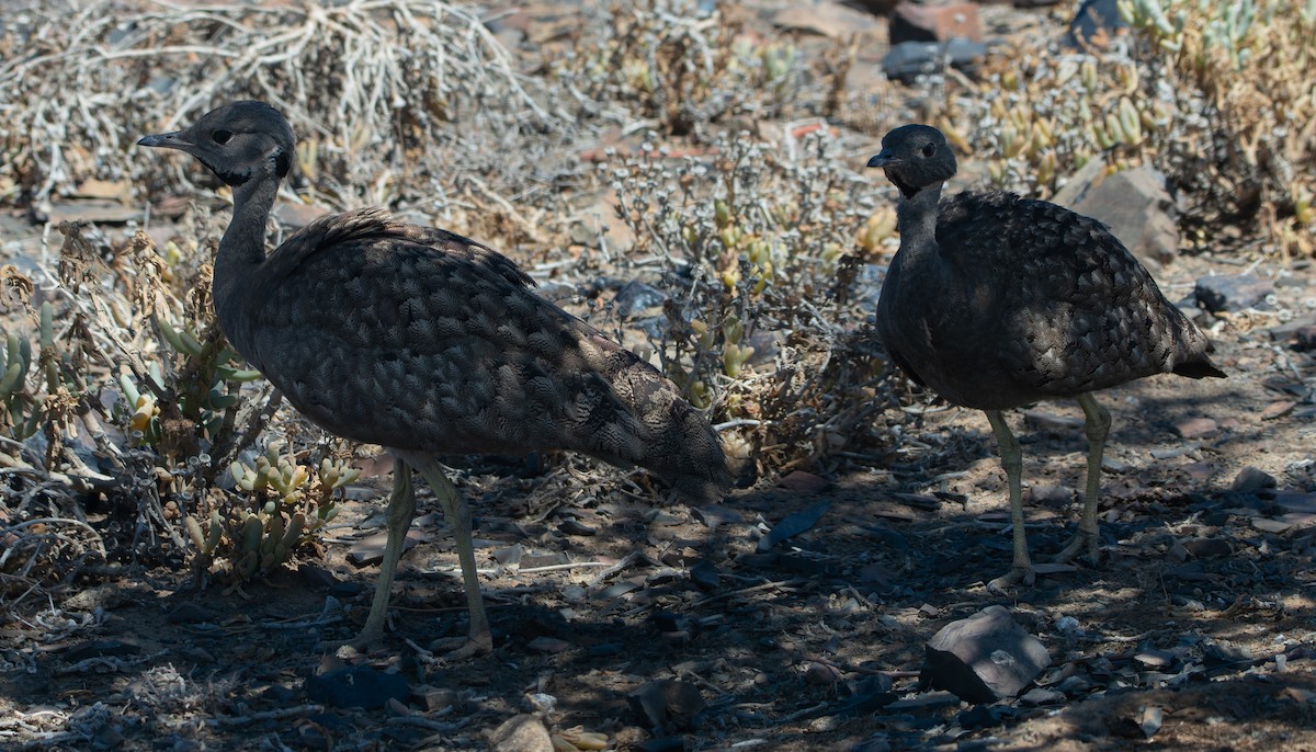 Karoo Bustard - ML647533808