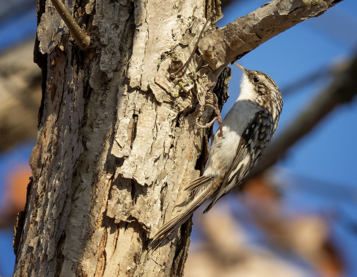 šoupálek americký - ML647533809