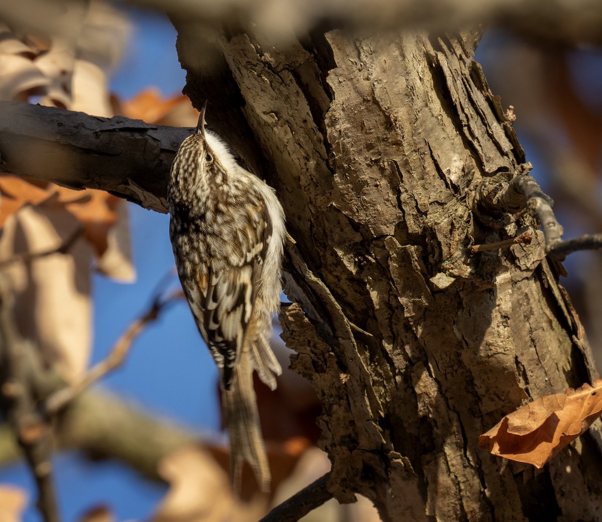 šoupálek americký - ML647533810