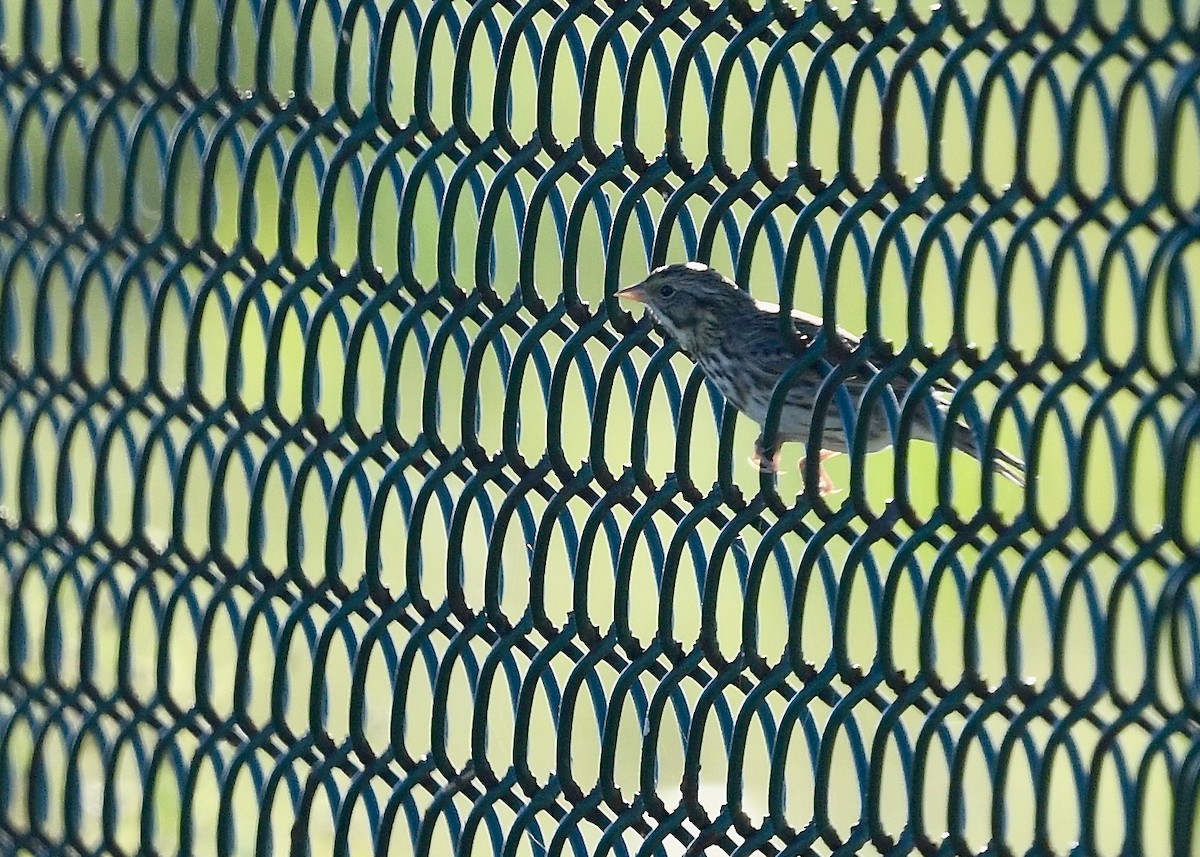 Savannah Sparrow - ML647533813