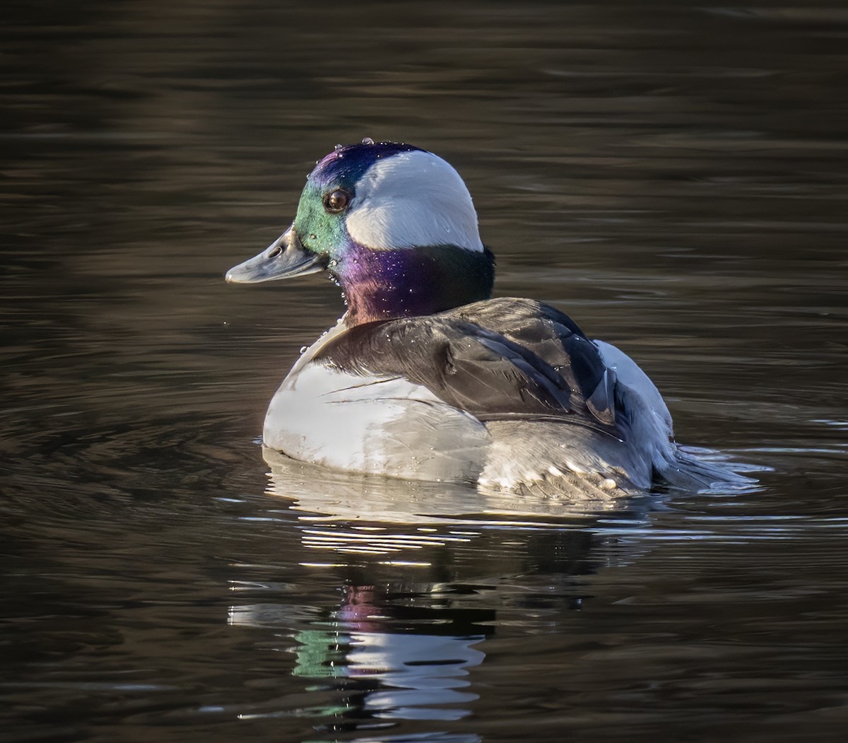 Bufflehead - ML647533814
