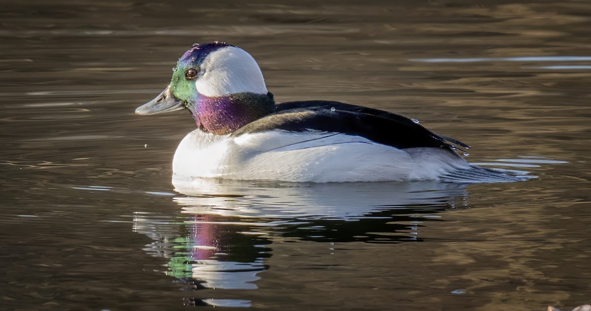 Bufflehead - ML647533815
