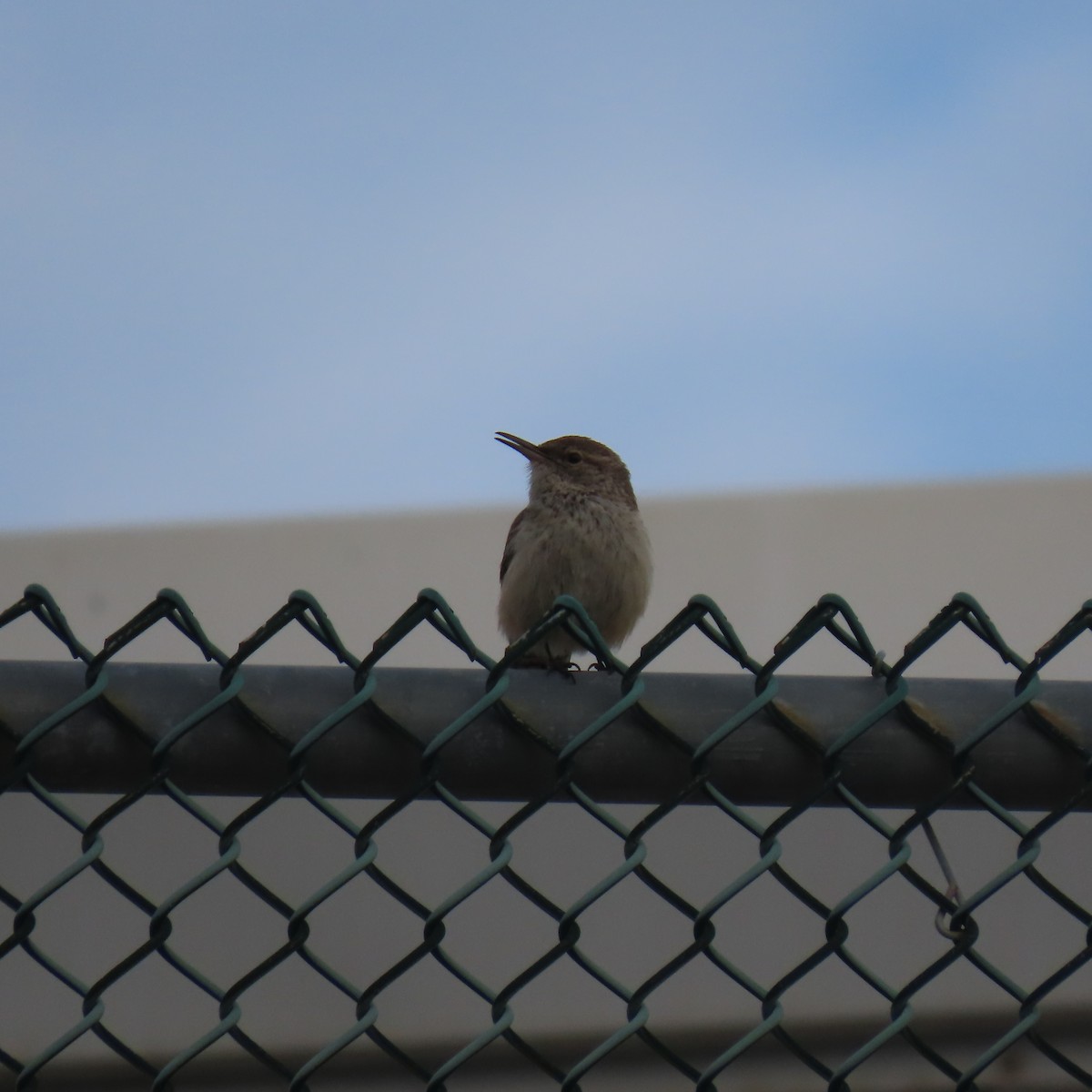 Rock Wren - ML647533817