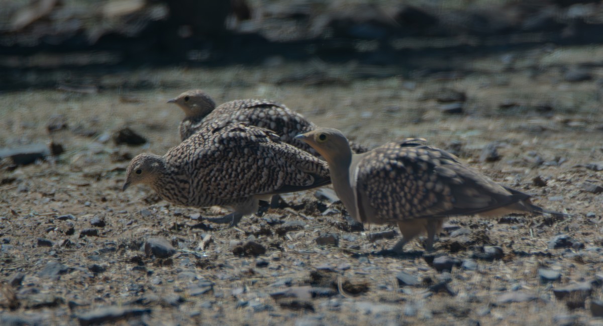 Namaqua Sandgrouse - ML647533818