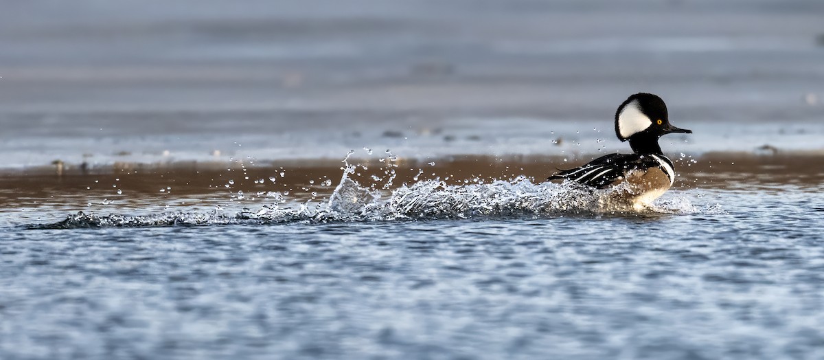Hooded Merganser - ML647533819