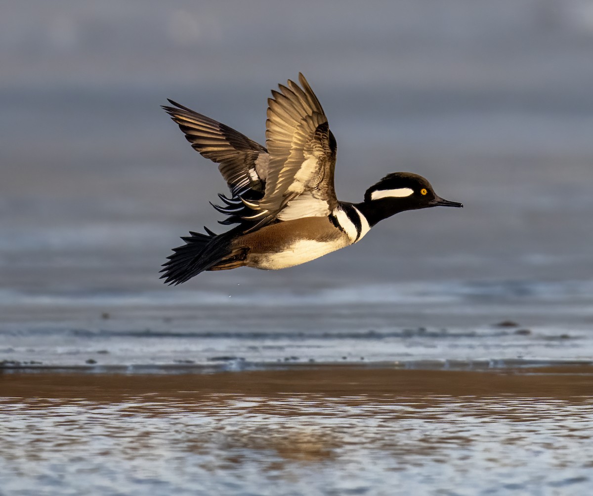 Hooded Merganser - ML647533820