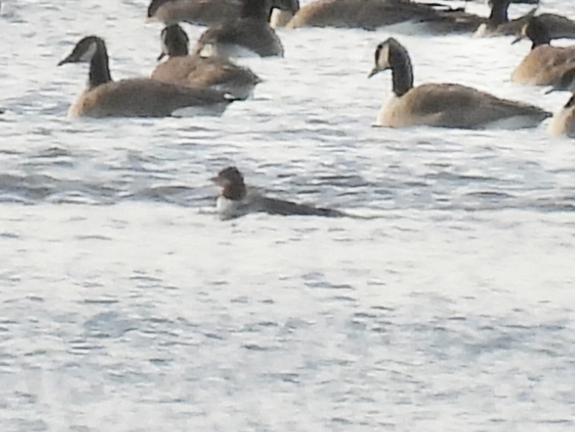 Common Merganser - ML647533821