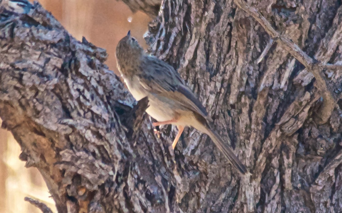 Rattling Cisticola - ML647533822