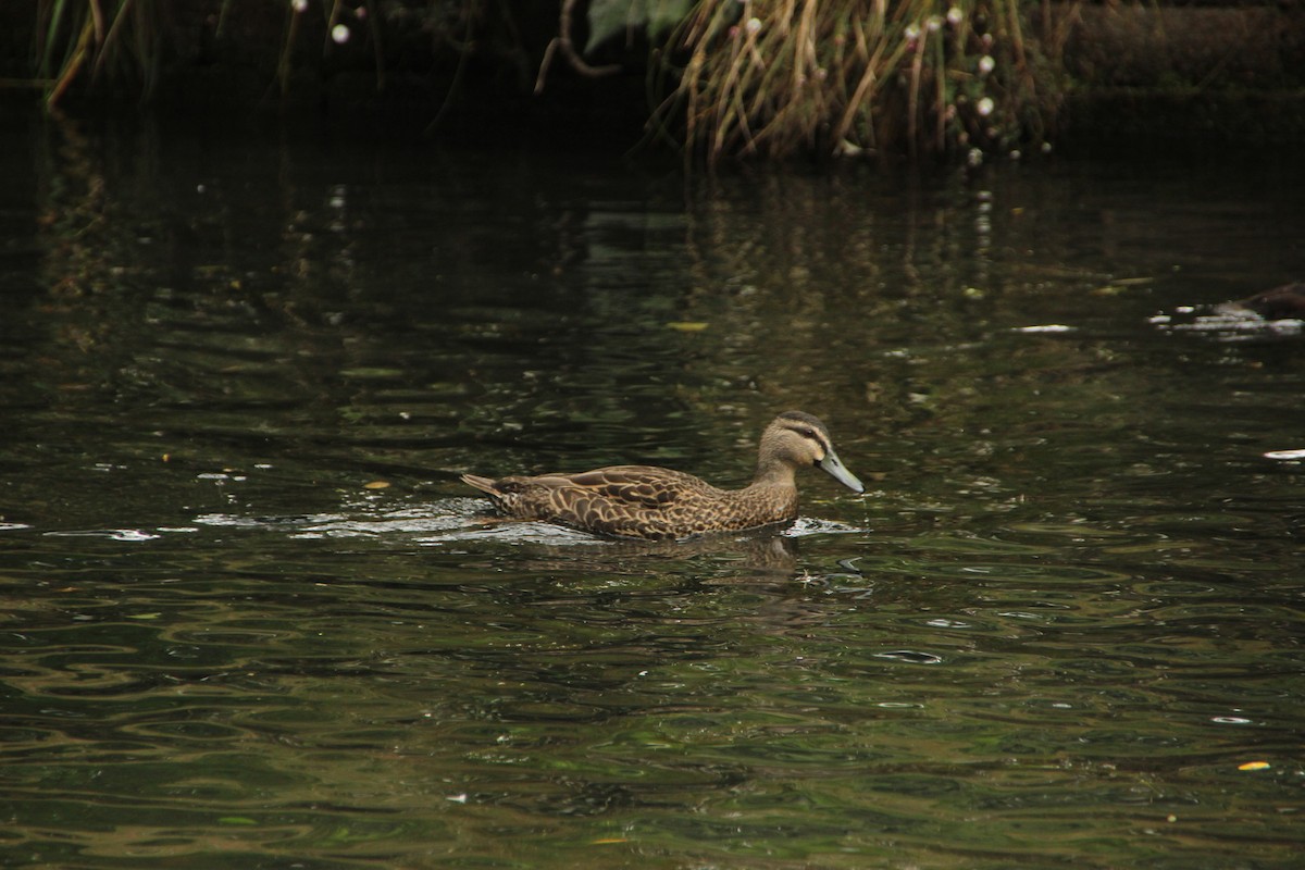 Pacific Black Duck x Mallard (hybrid) - ML647533823
