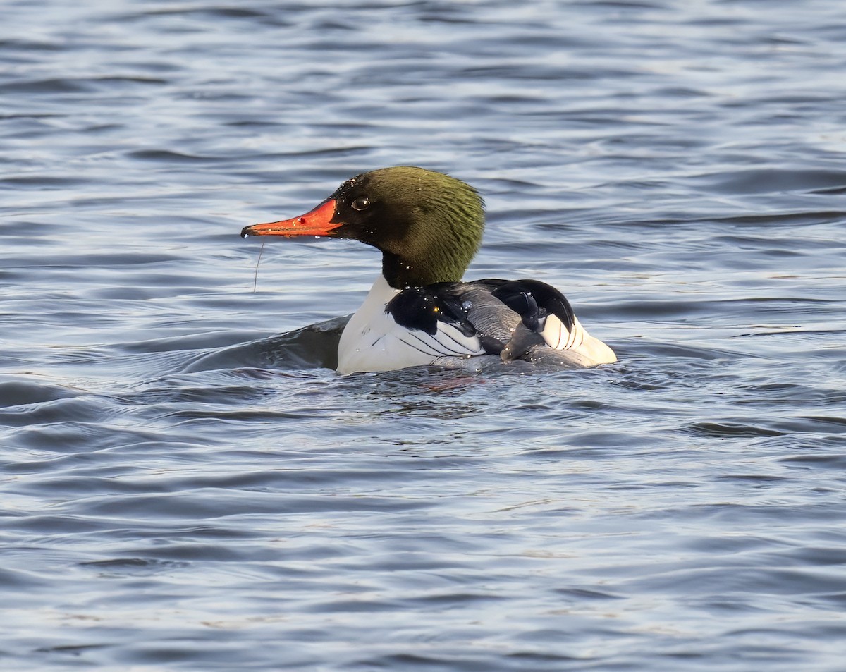 Common Merganser - ML647533824