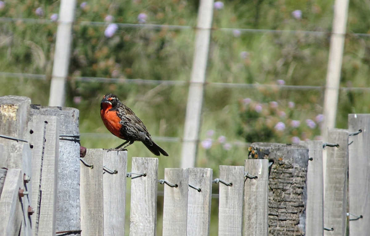 Long-tailed Meadowlark - ML647533825