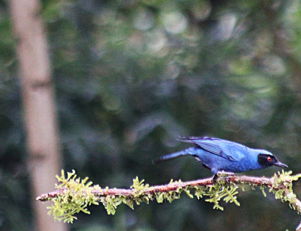 Masked Flowerpiercer - ML647533826